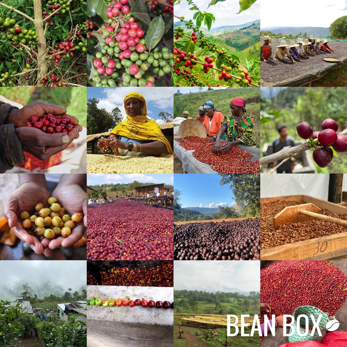 Sumatra Reserve - Roasted By Vashon Island Coffee Roasterie - Whole Bean Coffee - 8 Ounce Bag