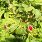 TooGet Organic Dried Red Rose Buds & Petals - 4 OZ Culinary Food Grade