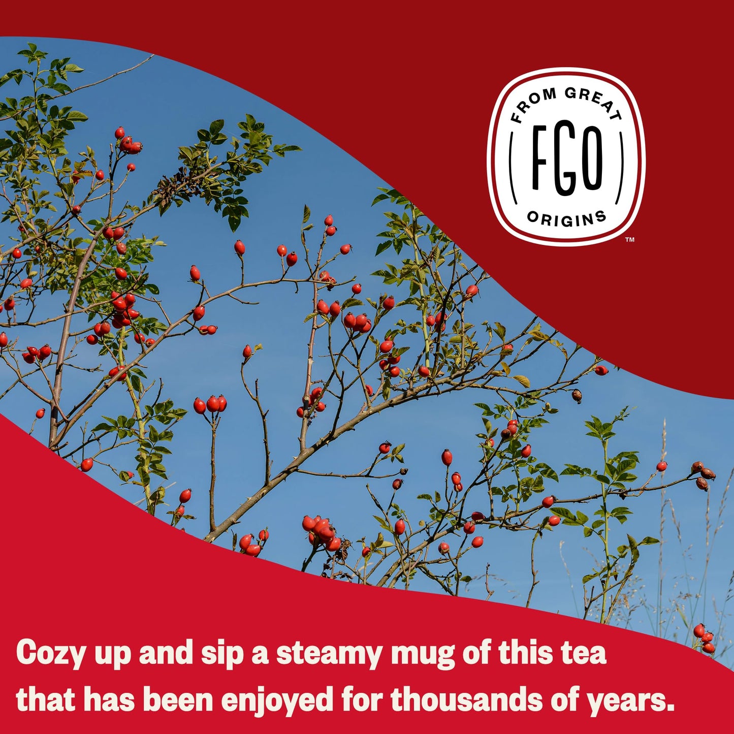 FGO Organic Rosehips Tea Bags, Eco-Conscious, 20 Count, Pack of 1