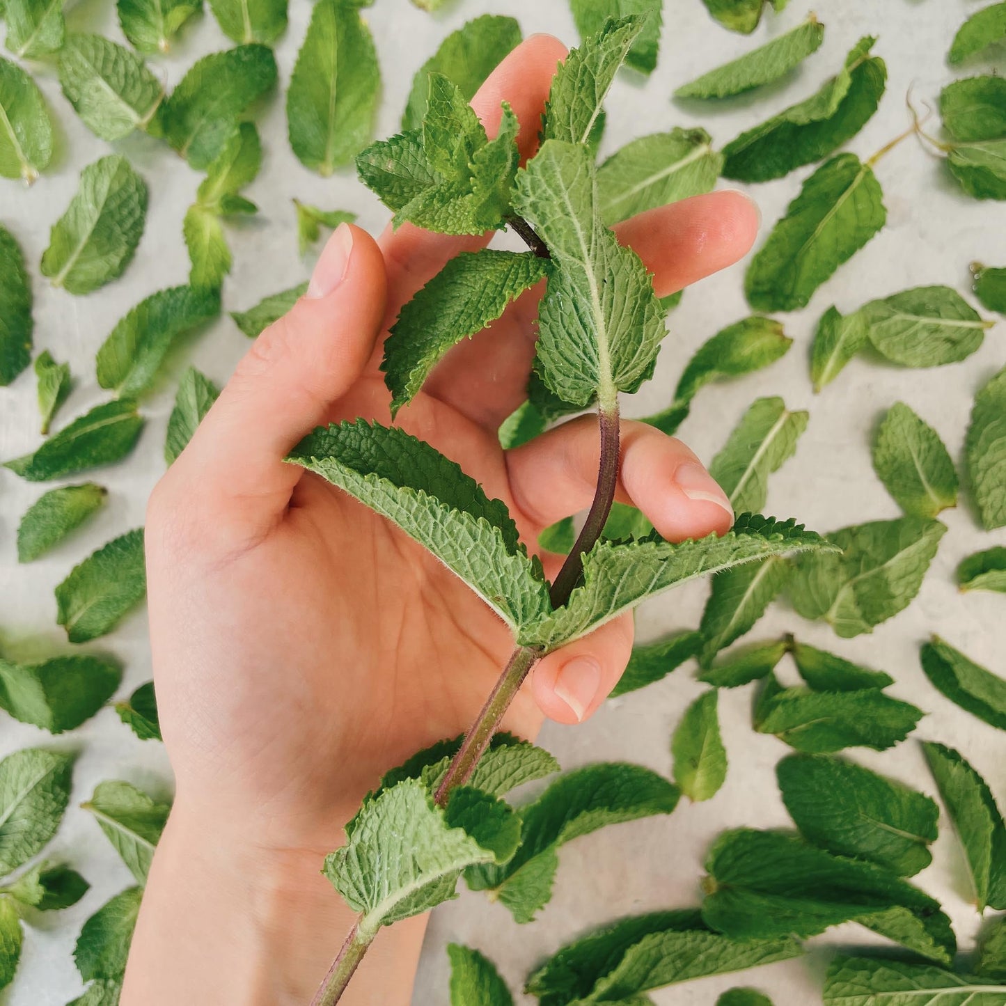 Granaroma Dried Spearmint Leaves, Refreshing & Aromatic, Drinks & Teas, Crisp Herb (5.4 Ounce)