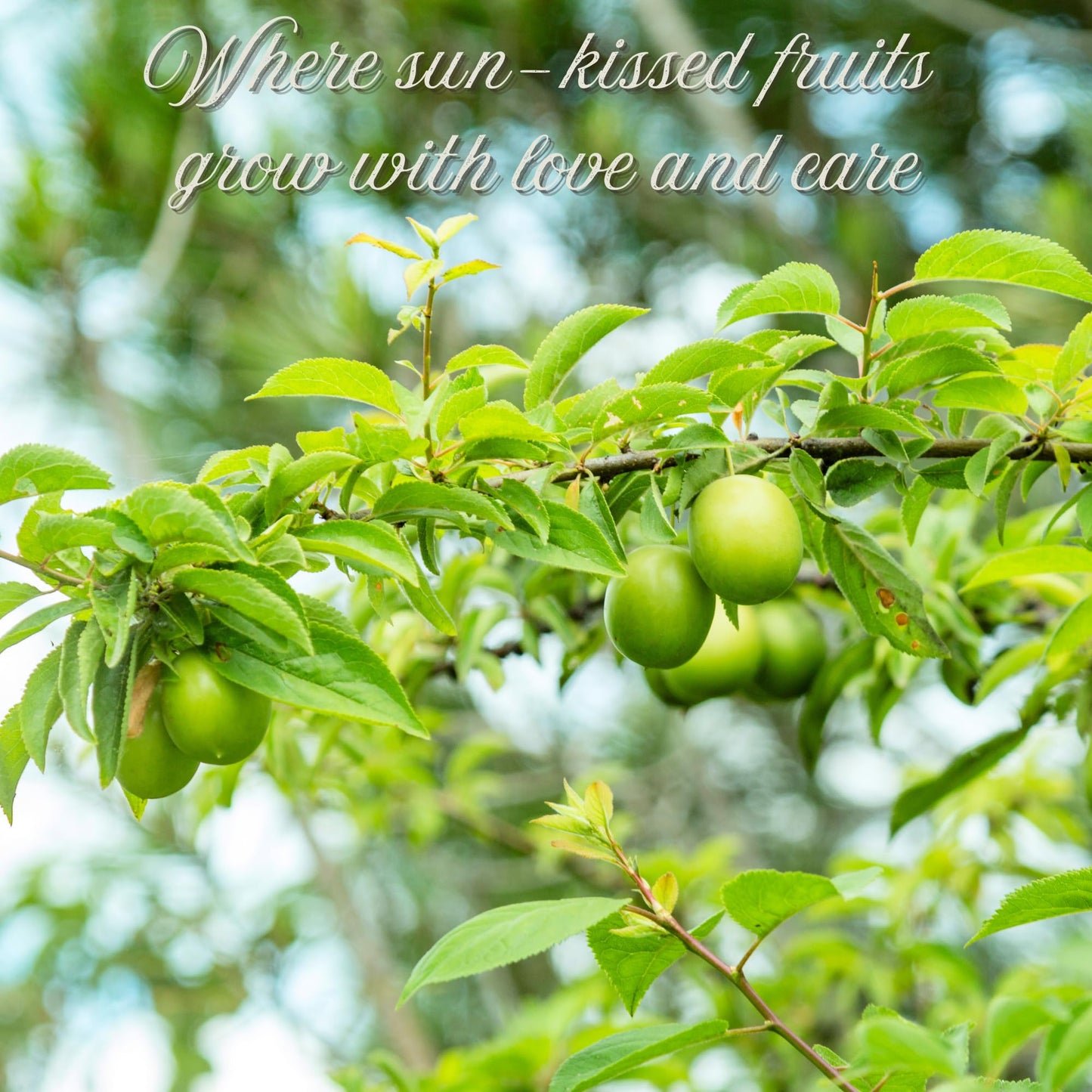 Ker-Ay Fresh Green Plum, Unripe Plum, Greengages, Raw Plum, Sour Plum, Erik, Goje Sabz, Can Erik (2 Lbs)
