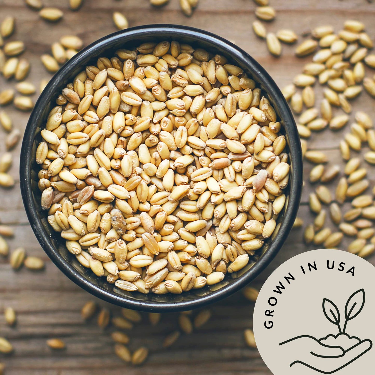 Be Still Farms Organic Hulled Barley Grain (4.8lb) - Whole Barley Groat Seed Bulk - Great for Soup, Flour, Cereal, Home Brewing,