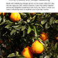 Damtuh Honey Jeju Hallabong Tangerine - Natural Sweetness With Real Tangerine Slices, No Artificial Additives - Perfect For Tea,