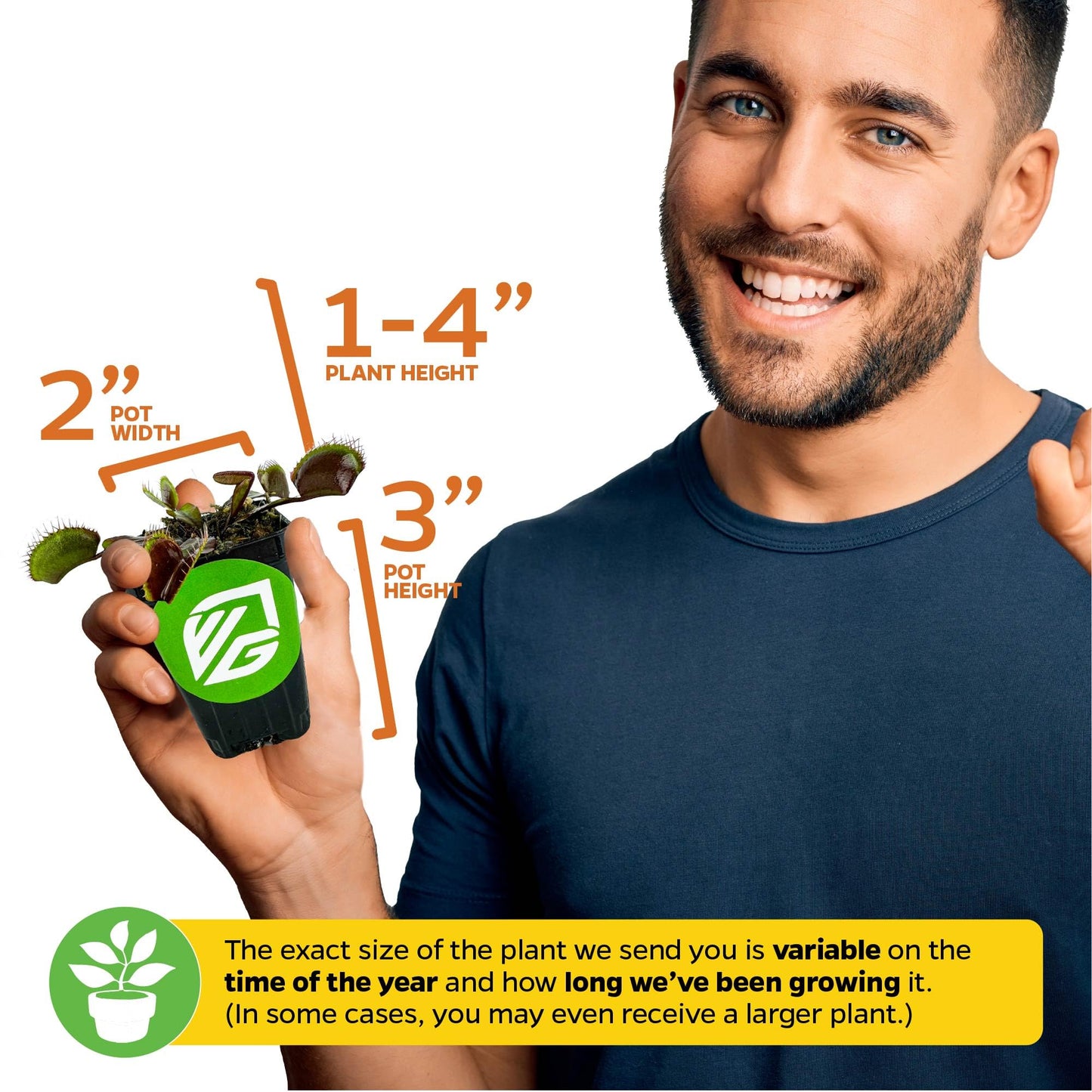 Akai Ryu Venus Fly Trap (Red Dragon) Live Plant - Dionaea Muscipula By Wellspring Gardens - Unique Plant - Red Trap Plant - Red