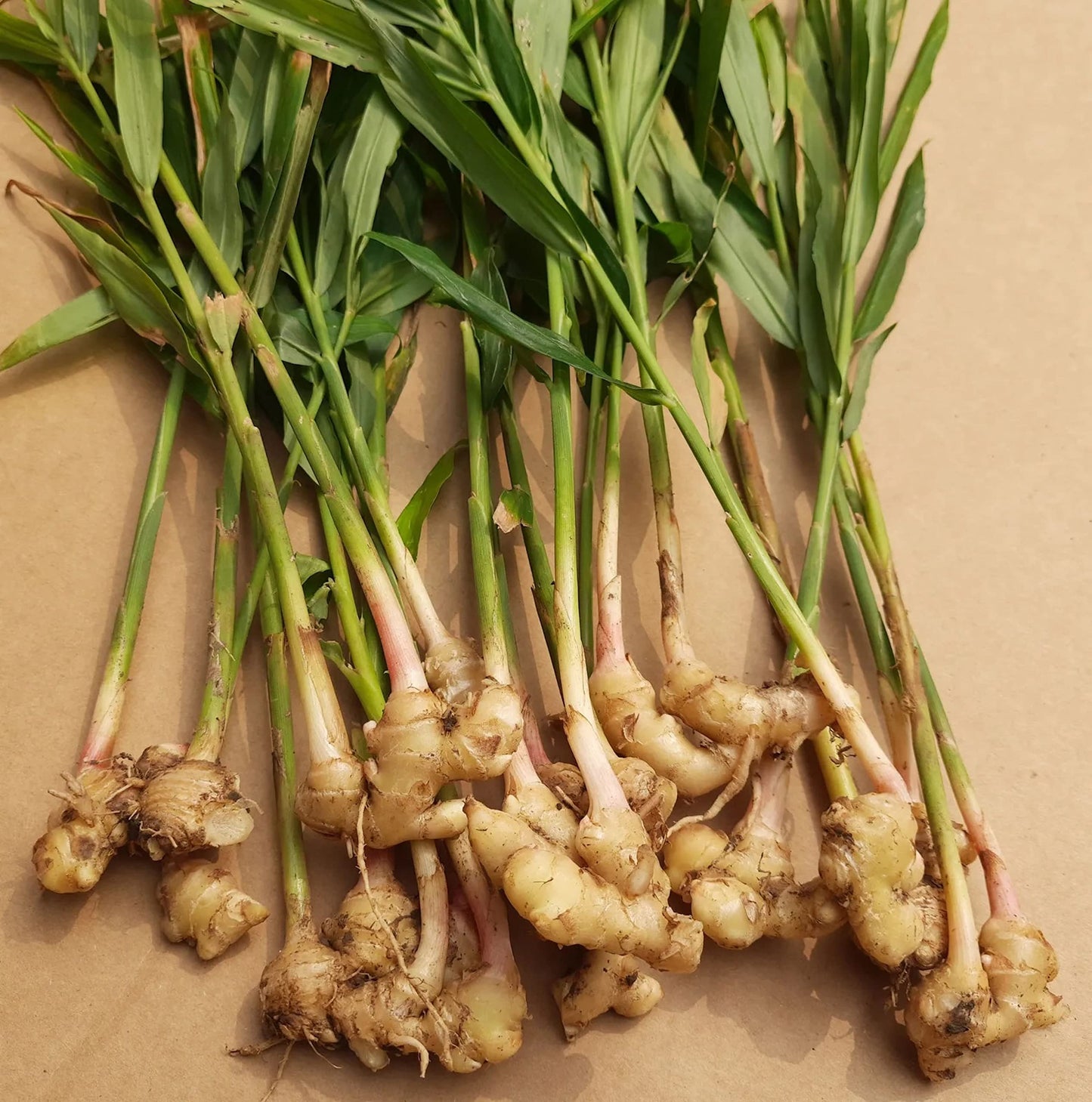 Organic Fresh Ginger Roots Snow Hill Himalayan Ginger Roots - Product Of Mt. Everest Country, Nepal | If Need Fresh Batch, Choos