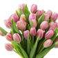 Blooms2Door Flowers - Mothers Day Collection - 30 Pink Tulips - Farm-Fresh Flowers - Gift for Birthday, Anniversary, Thank You