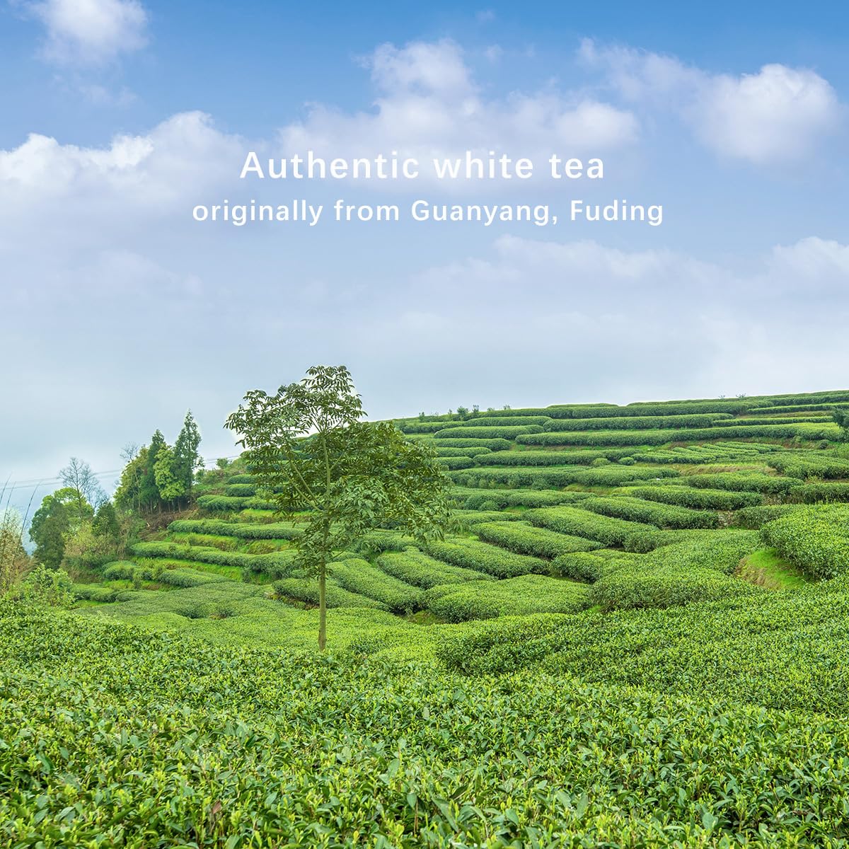 BAMA TEA Premium Silver Needle White Tea Loose Leaf 50g - Bai Hao Yin Zhen - 1.76oz