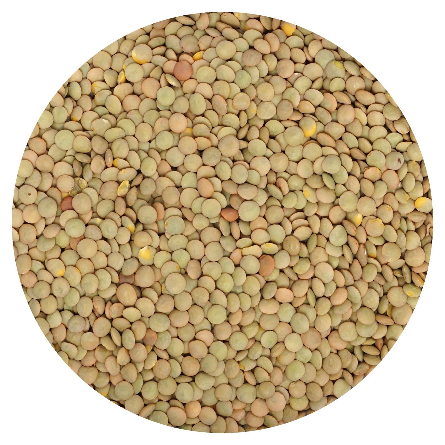 Hampton Distribution Brown Lentils, 4 Pound Bulk Bag, 64 Ounce