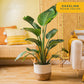 Costa Farms White Bird Of Paradise Live Plant In Decorative Pot, Large Indoor Houseplant, Perfect For Home, Room, Or Office Decor, Great House Warming Or Birthday Gift, 3-4 Feet Tall
