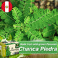 Peruvian Naturals Chanca Piedra Tea - 100 Teabags, 4 Boxes - Kidney & Digestive Health Support