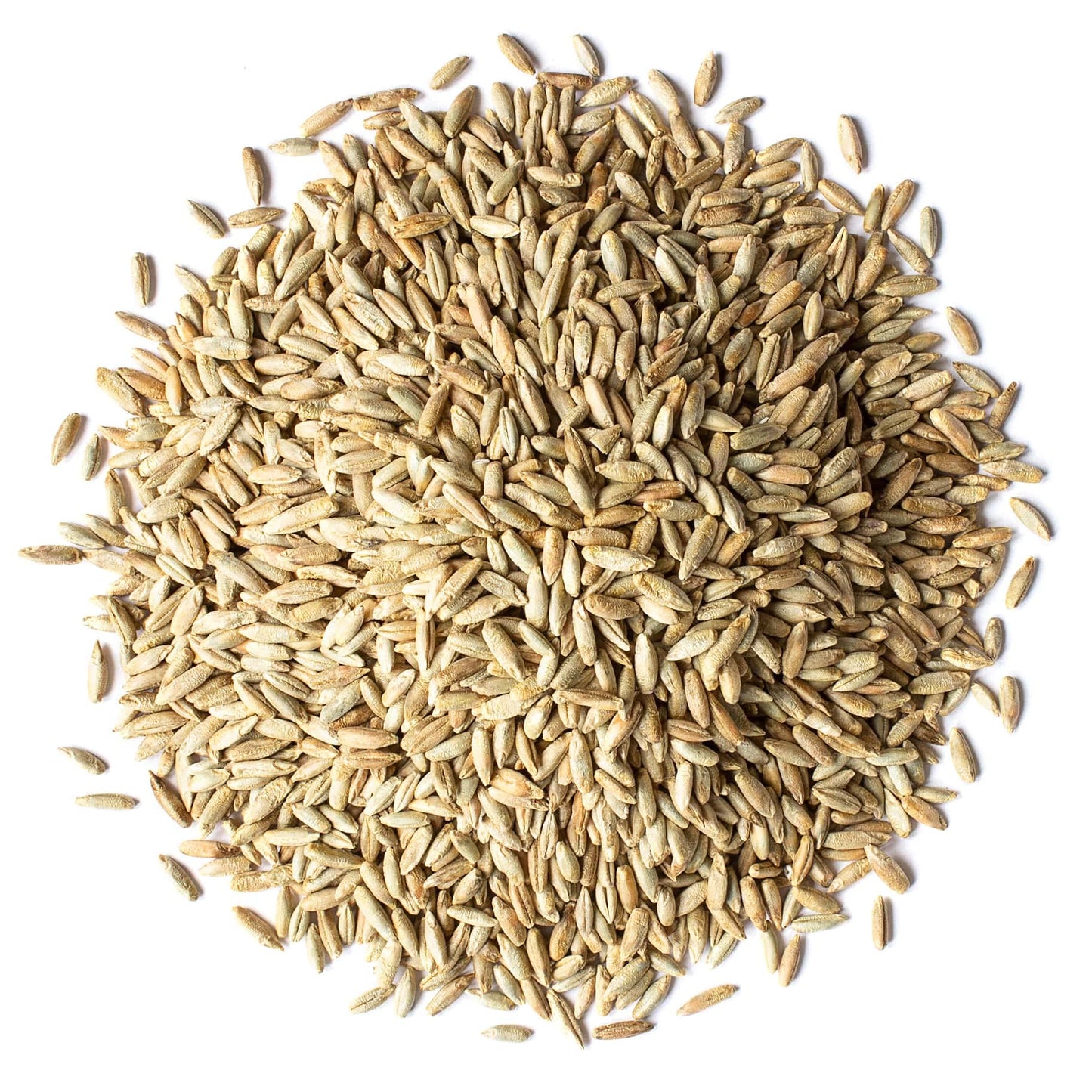 Food to Live Organic Rye Berries, Non-GMO, Kosher, Raw, 20 Pounds