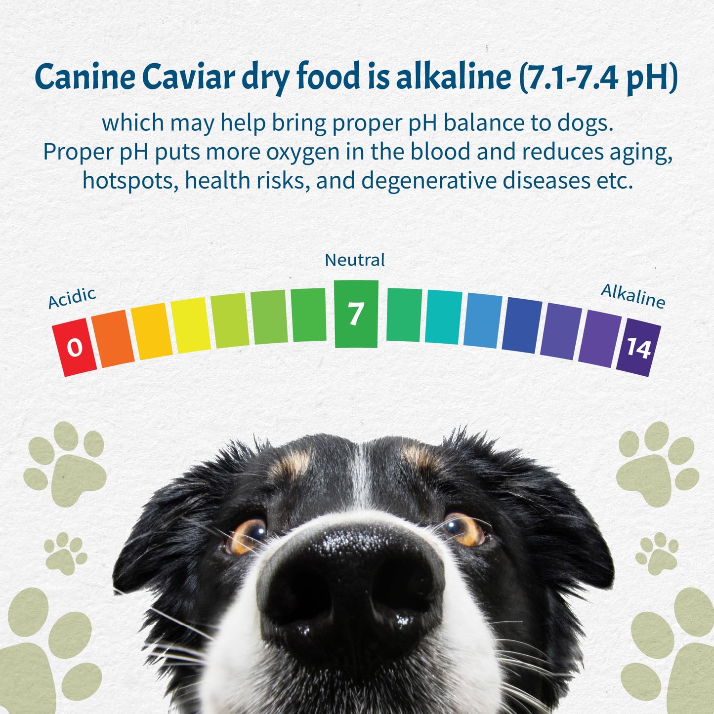Canine Caviar Small Breed Dog Food, Chicken & Whole Ground Oats, Gluten-Free, 11 Pound Bag