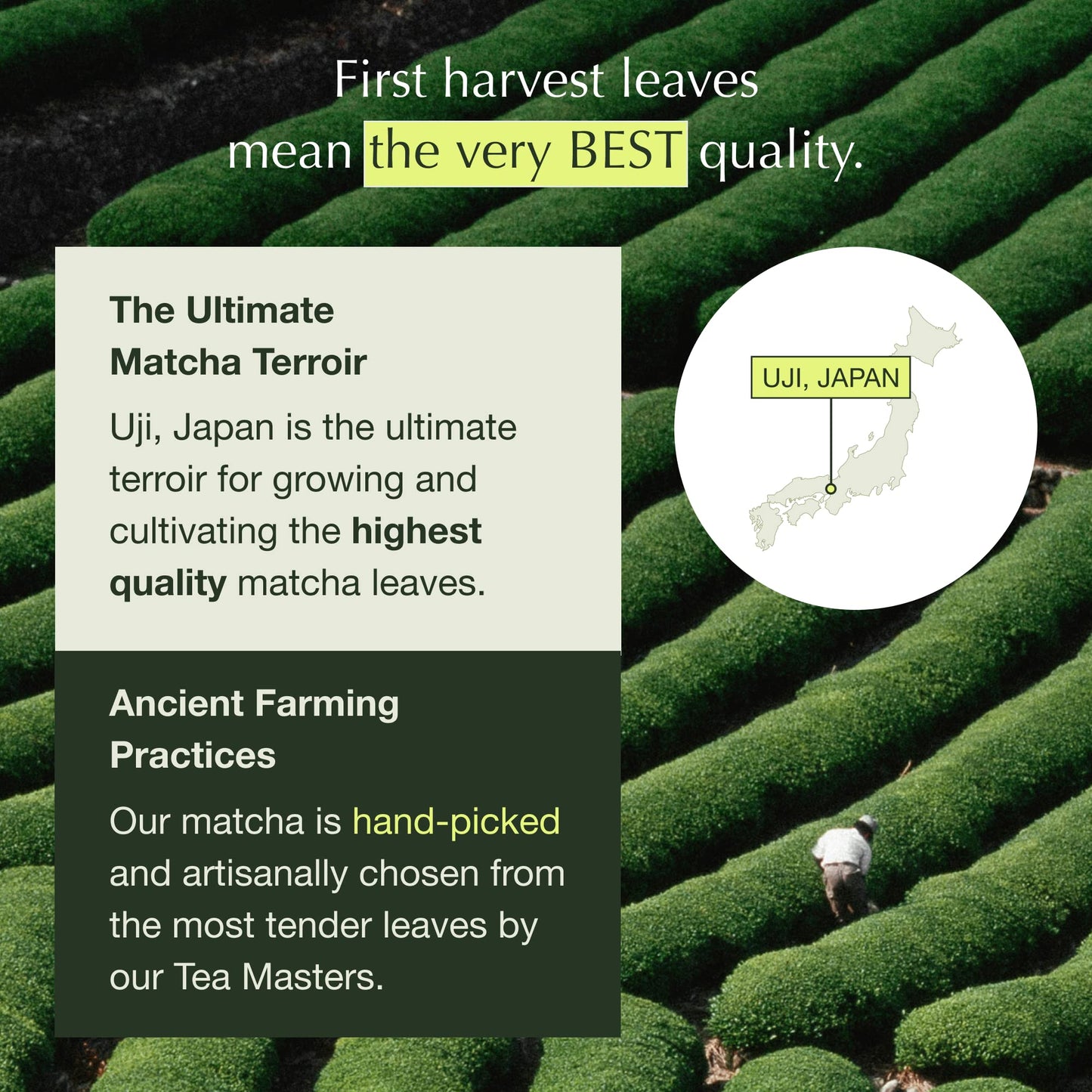 Encha Matcha Green Tea Powder - First Harvest Organic, 30G, for Lattes & Smoothies, Caffeine & L-Theanine, No Added Sugar