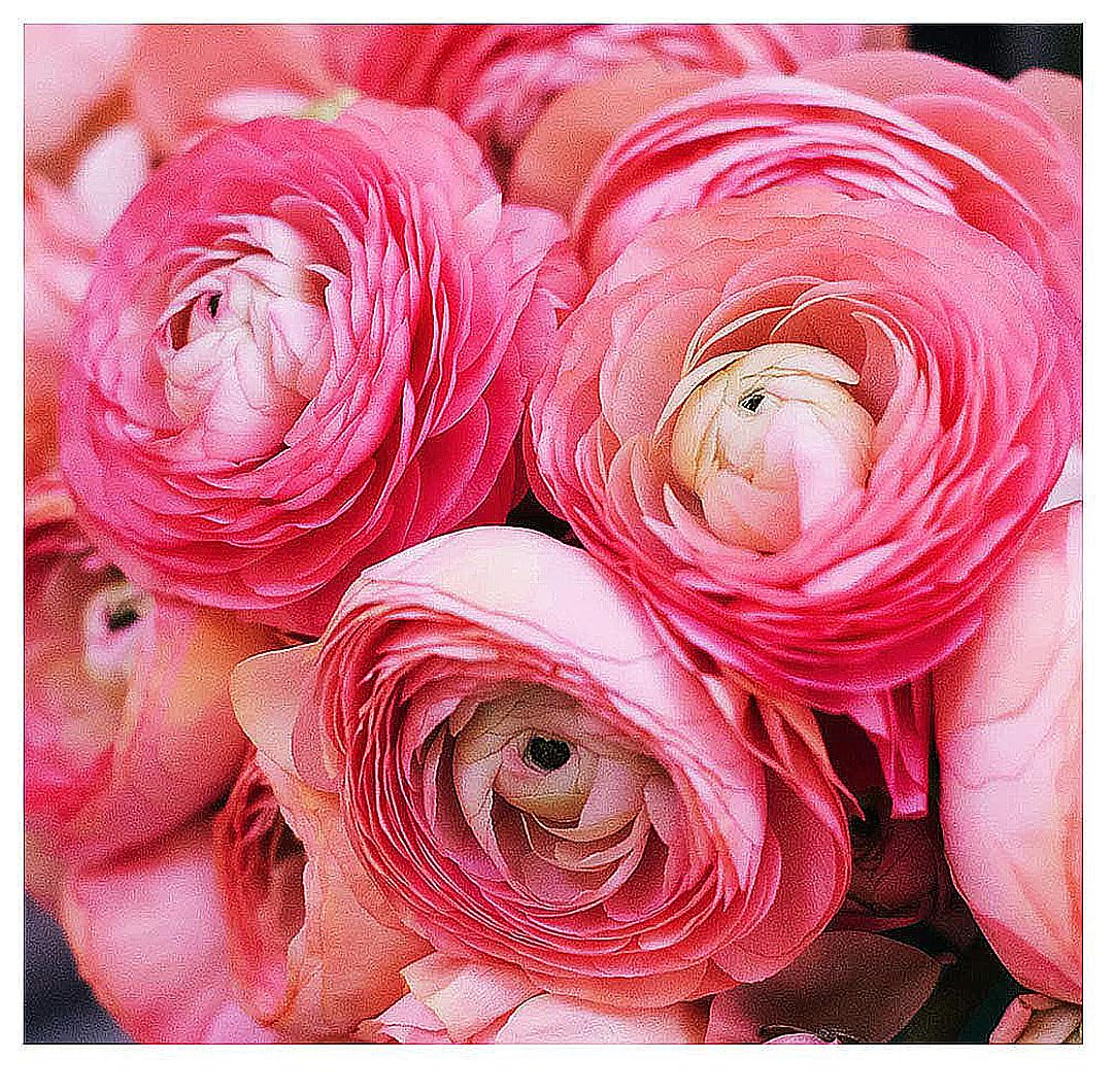 French Peony Mixed Ranunculus - 12 Largest Size Corms