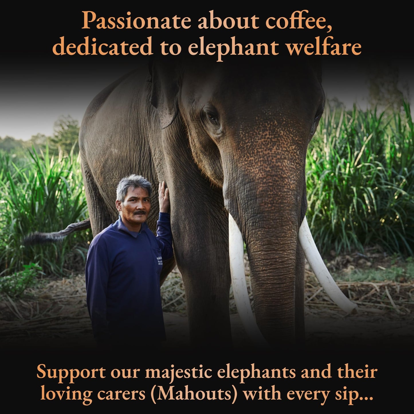 Black Ivory Coffee Mahouts Blend - elegant Medium Roast Arabica Coffee, 1.23 Ounce, Brown Beans, Black Packaging