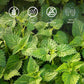 Nettle Leaf Tea, 50 Teabags, Nettle Leaf Tea Bags - Natural Stinging Nettle Tea Bags