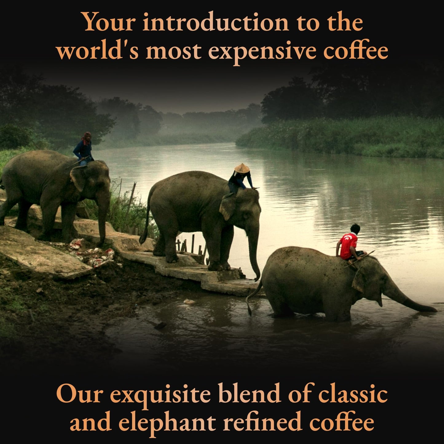 Black Ivory Coffee Mahouts Blend - elegant Medium Roast Arabica Coffee, 1.23 Ounce, Brown Beans, Black Packaging