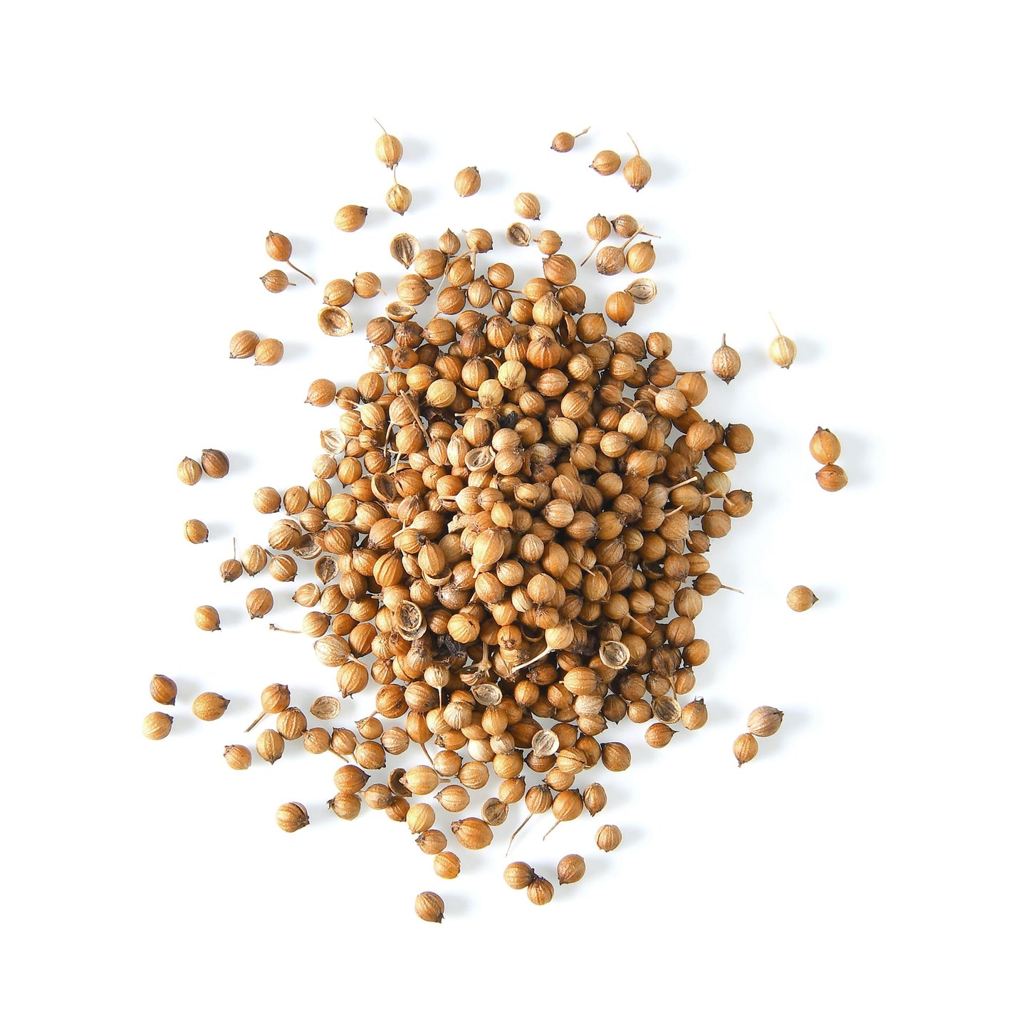 Earthborn Elements Whole Coriander Seeds 1 Gallon Bucket, Pickling & Meat Rubs, Spicy & Citrusy