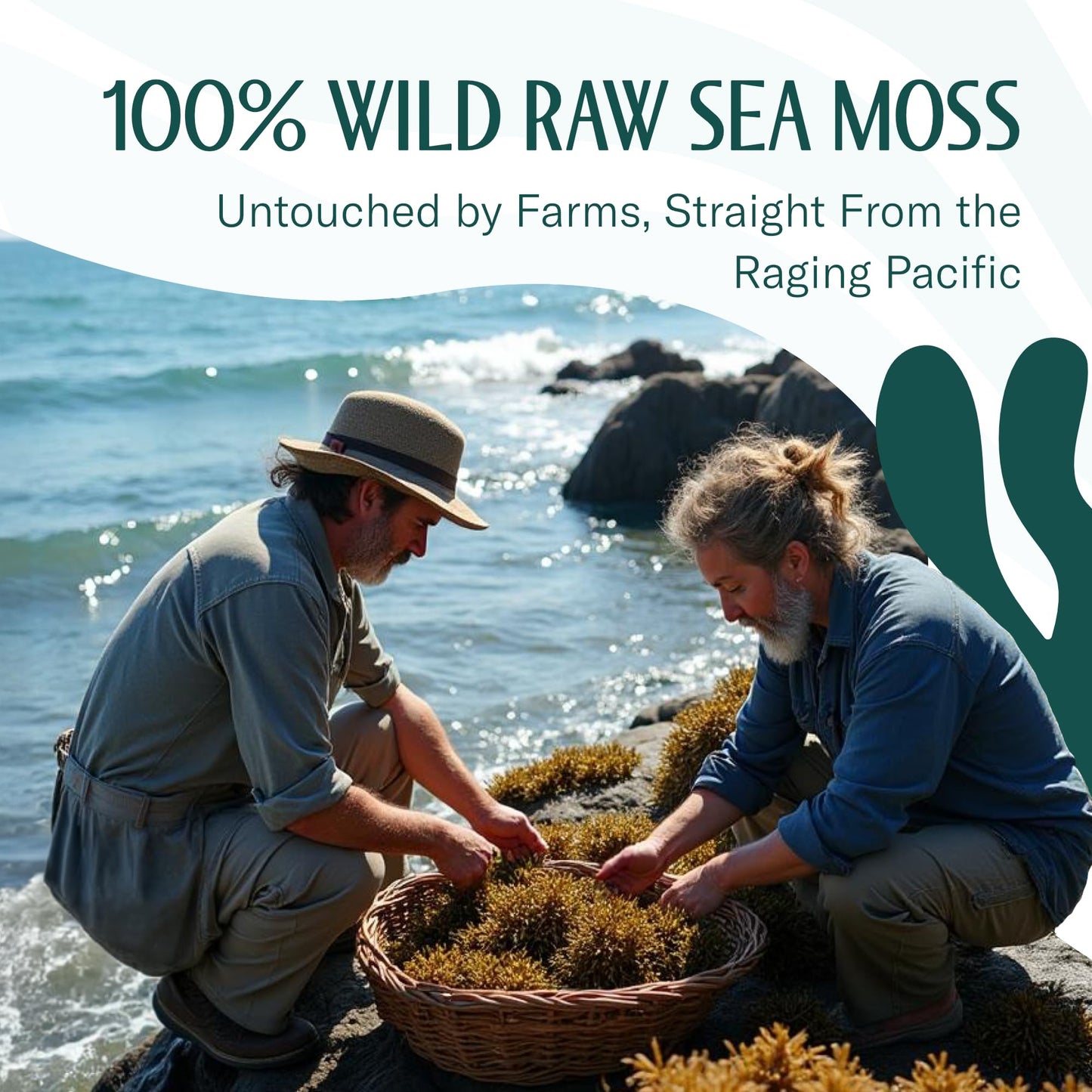 TrueSeaMoss Raw Irish Sea Moss - Wildcrafted Superfood for Skin & Hair - 2oz Pack