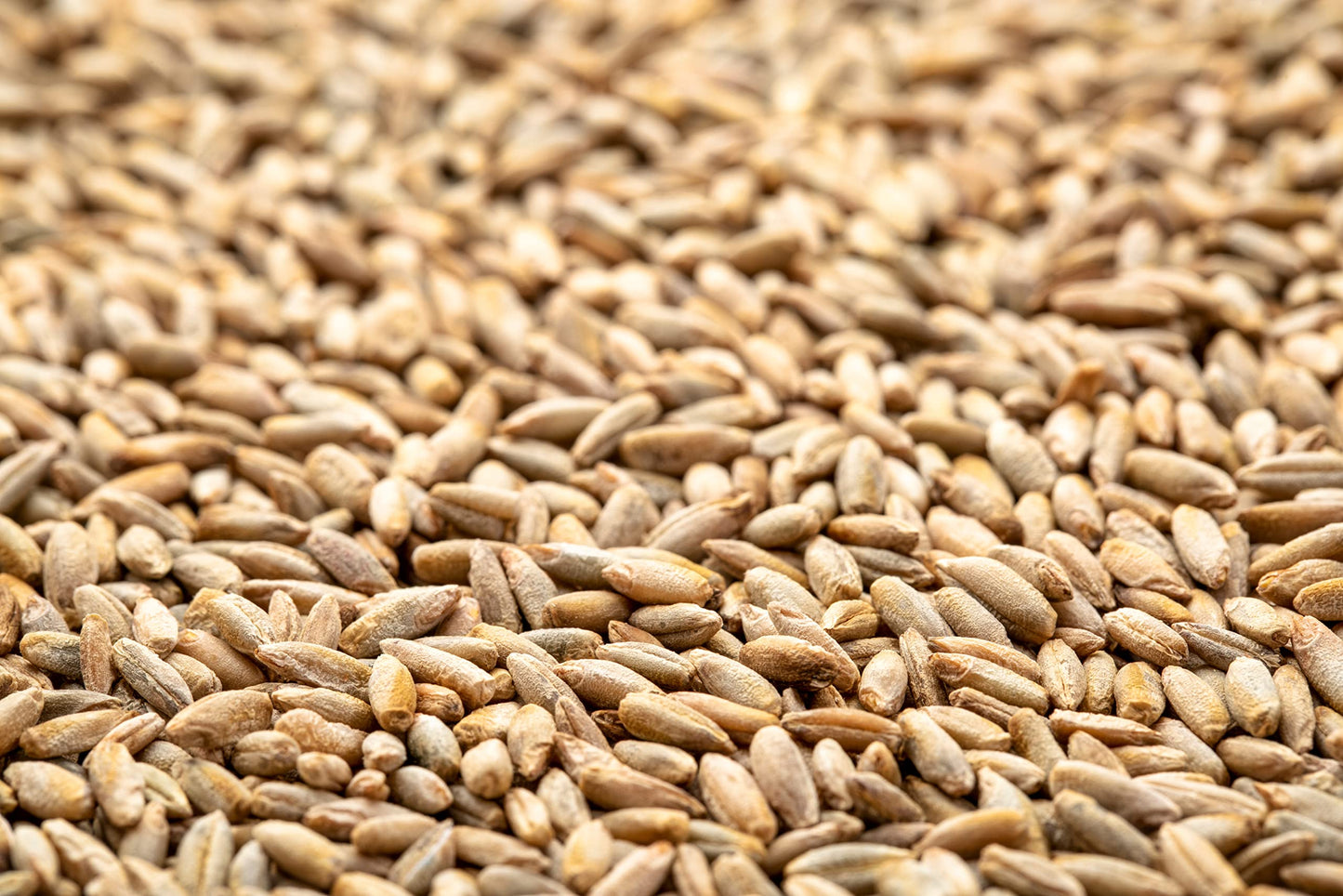 Myco Buddy Organic Rye Berries - Non-GMO, Kosher, Raw Whole Grain - 5 lbs