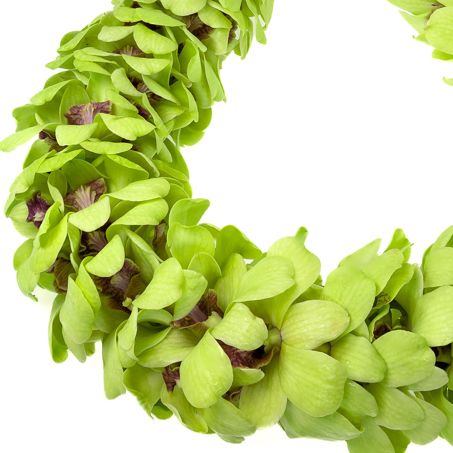 Fresh Cut Orchids Flower Leis, Fresh Orchids, Gorgeous Orchids: Long-Lasting Leis Made Of Fresh Cut Orchids, For Graduations, Pa