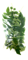 Rani Fresh Curry Leaves 1oz (28g) ~ All Natural | Vegan | Gluten Friendly | NON-GMO | Product of USA