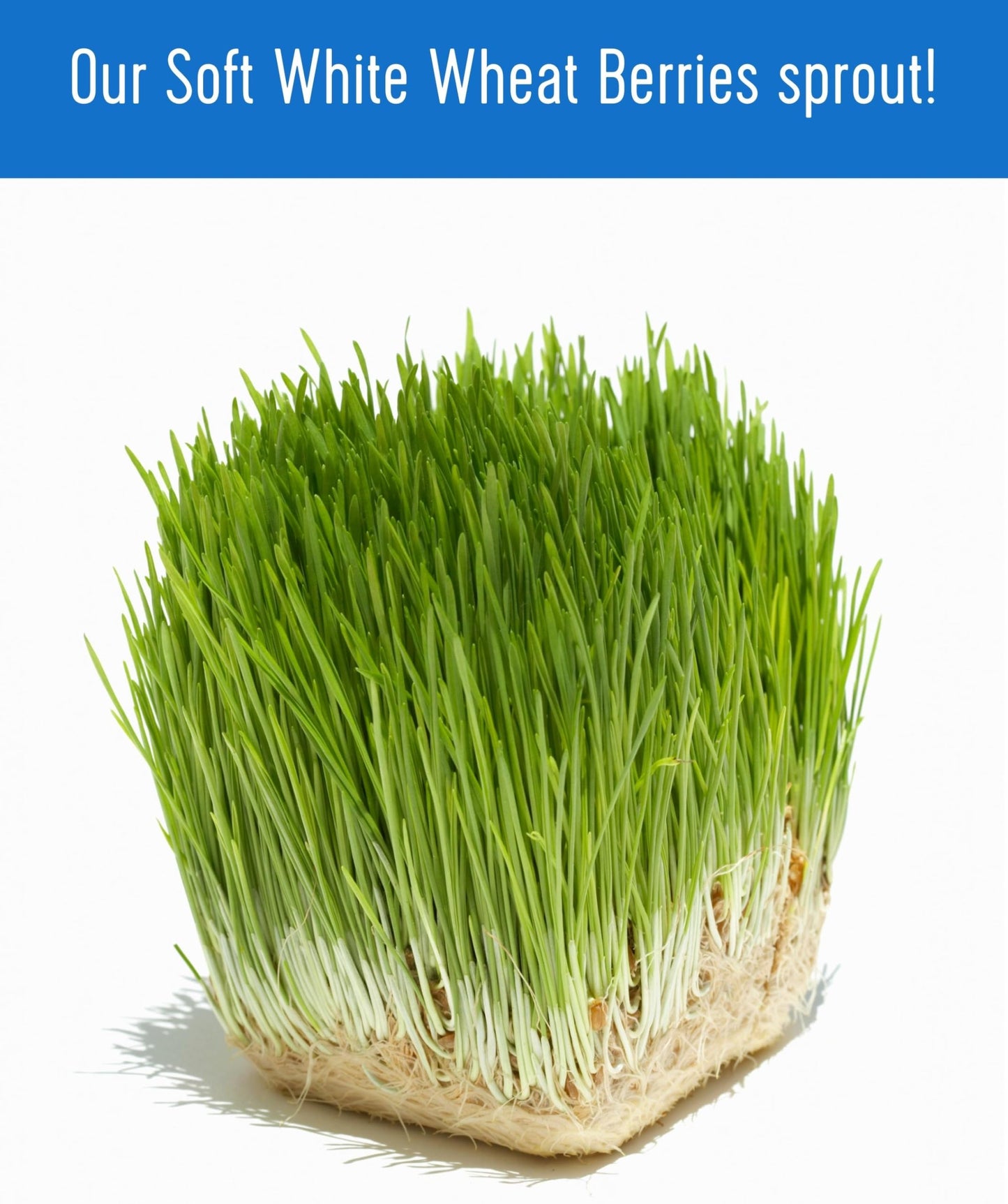 Palouse Brand Certified Glyphosate Residue Free | Soft White Wheat Berries | 36 LBS | Family Farmed in Washington State | Sprout