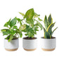 Costa Farms Live Indoor Houseplants, Air Purifying Plants, 8-10 Inches Tall, Indoor Garden Plant Pot (3-Pack)