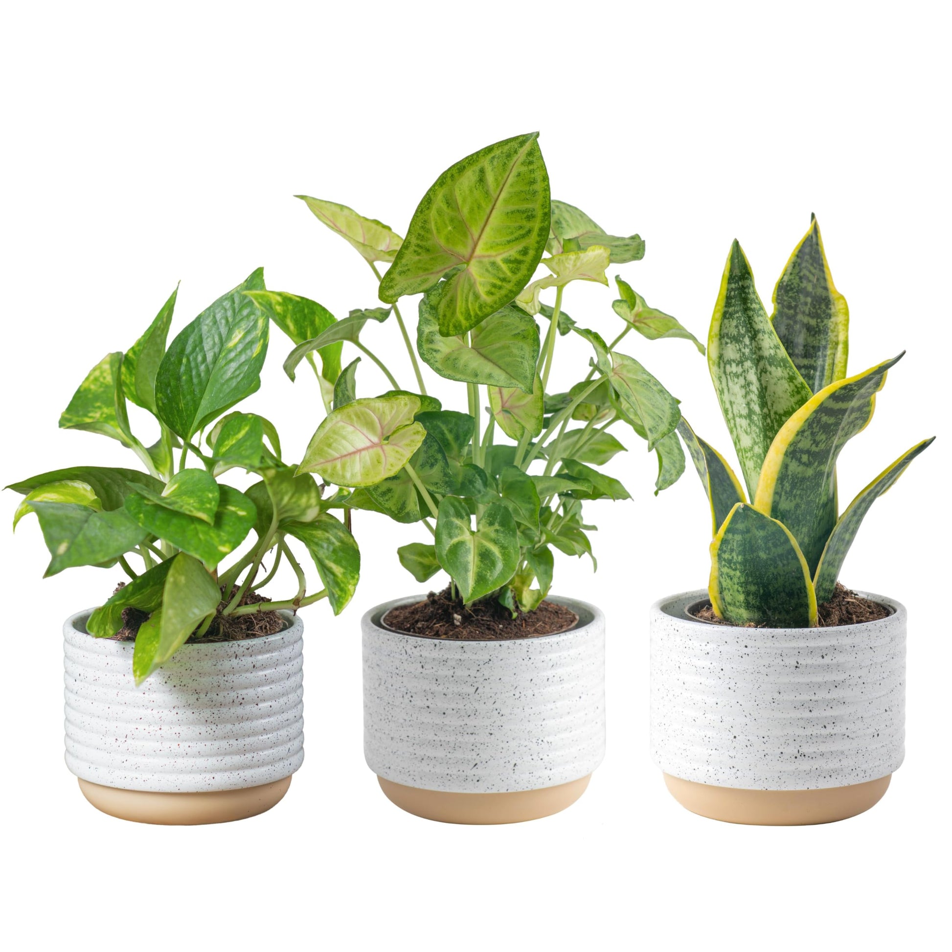 Costa Farms Live Indoor Houseplants, Air Purifying Plants, 8-10 Inches Tall, Indoor Garden Plant Pot (3-Pack)
