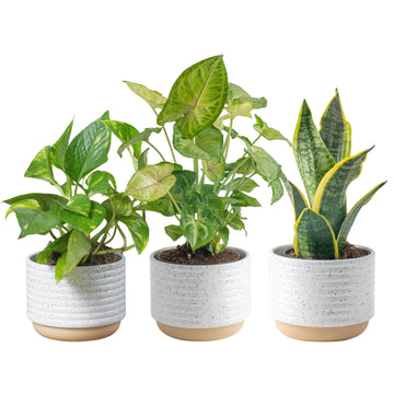 Costa Farms Live Indoor Houseplants, Air Purifying Plants, 8-10 Inches Tall, Indoor Garden Plant Pot (3-Pack)