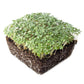 Yellow Mustard Microgreens Seeds - 1 Lb ~192,000 Seeds - Non-Gmo - Mild Mustard Flavor Micro Greens & Baby Leaf