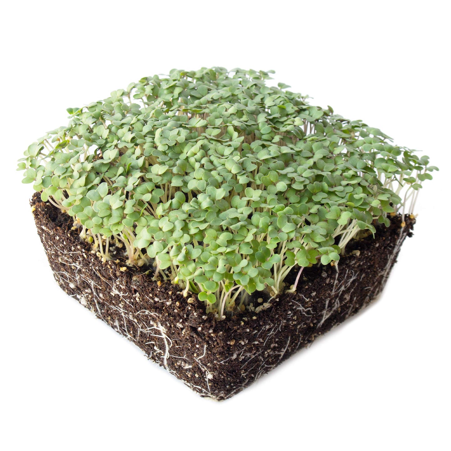 Yellow Mustard Microgreens Seeds - 1 Lb ~192,000 Seeds - Non-Gmo - Mild Mustard Flavor Micro Greens & Baby Leaf