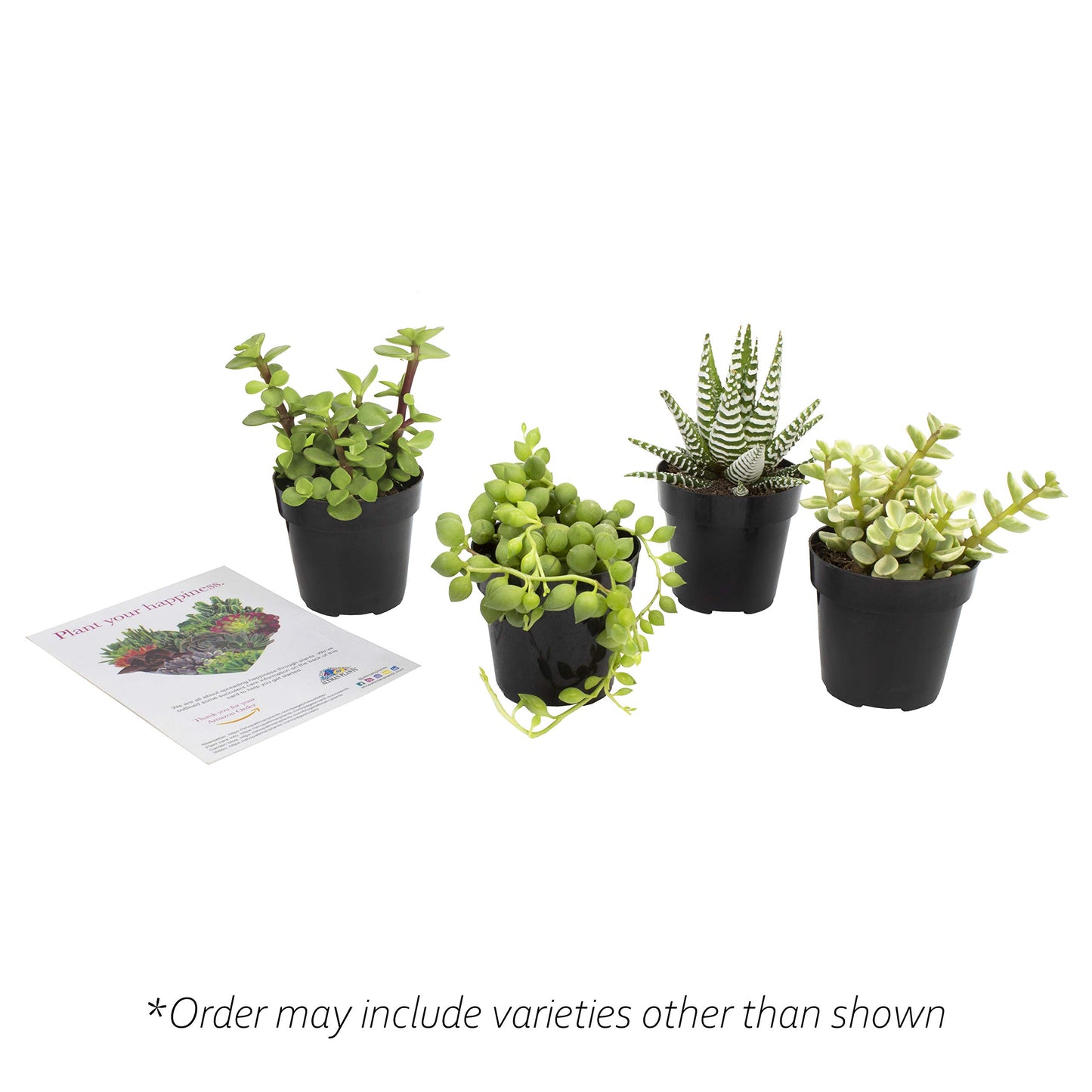 Altman Plants, Assorted Succulents Plants Live Houseplants (4Pk), Succulent Plants Home Office Plants Live Indoor Plants, Live P