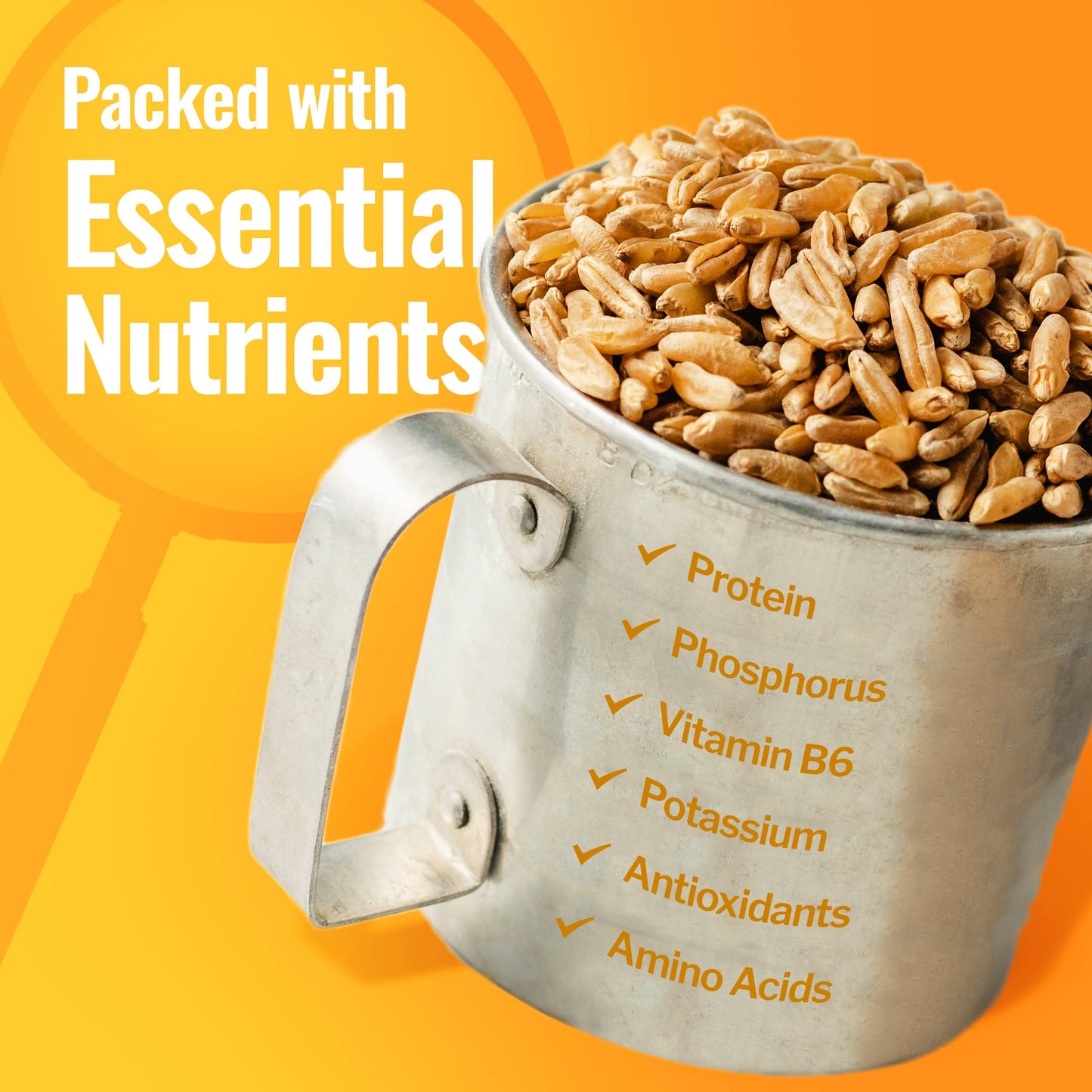 Grand Teton Khorasan Wheat Berries, 100% Organic, Premium Food-Grade, 25 lbs