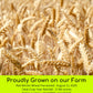 Palouse Brand Certified Glyphosate Residue Free Hard Red Winter Wheat Berries | 18 LBS | Family Farmed in Washington State | Non