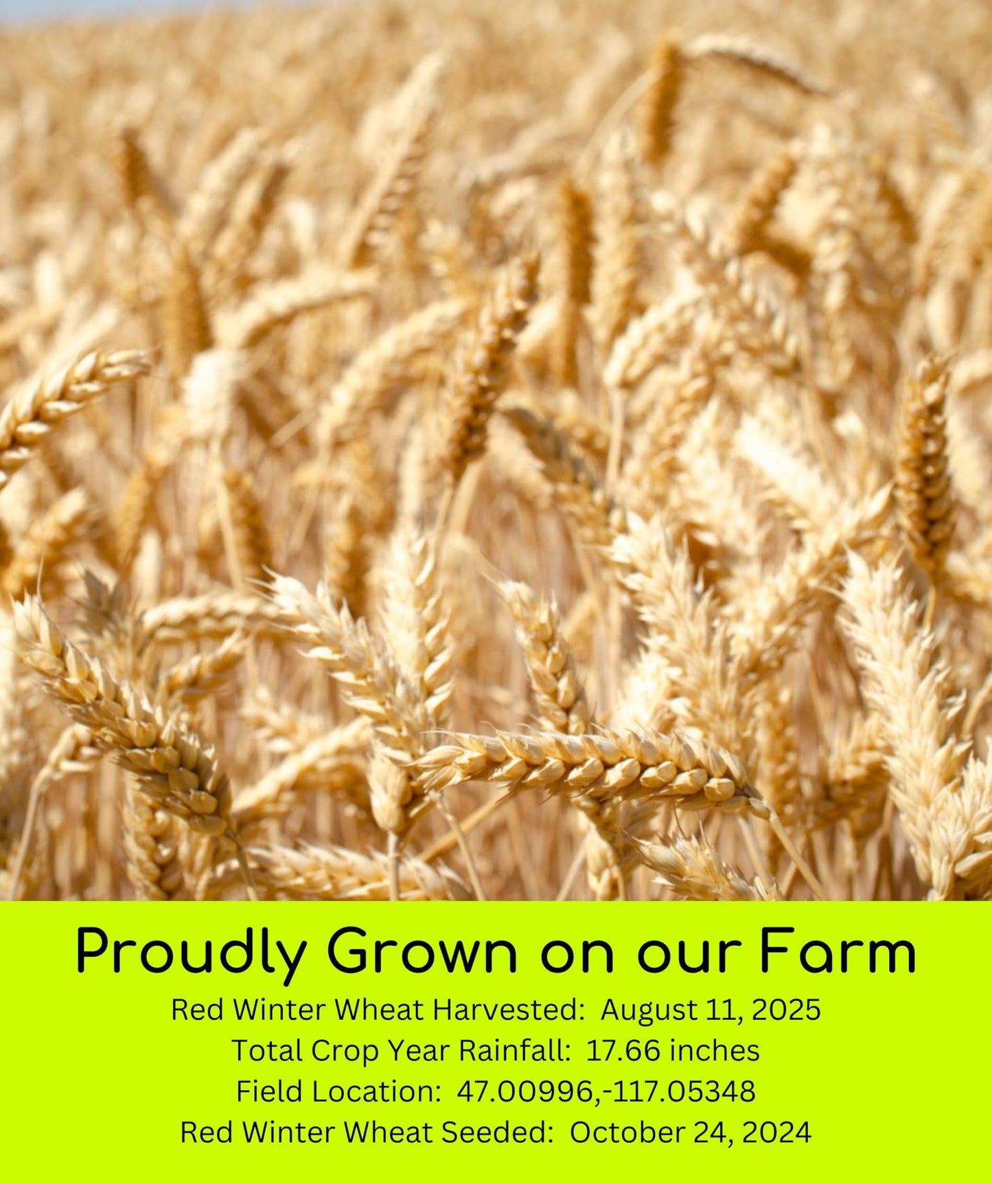Palouse Brand Certified Glyphosate Residue Free Hard Red Winter Wheat Berries | 18 LBS | Family Farmed in Washington State | Non