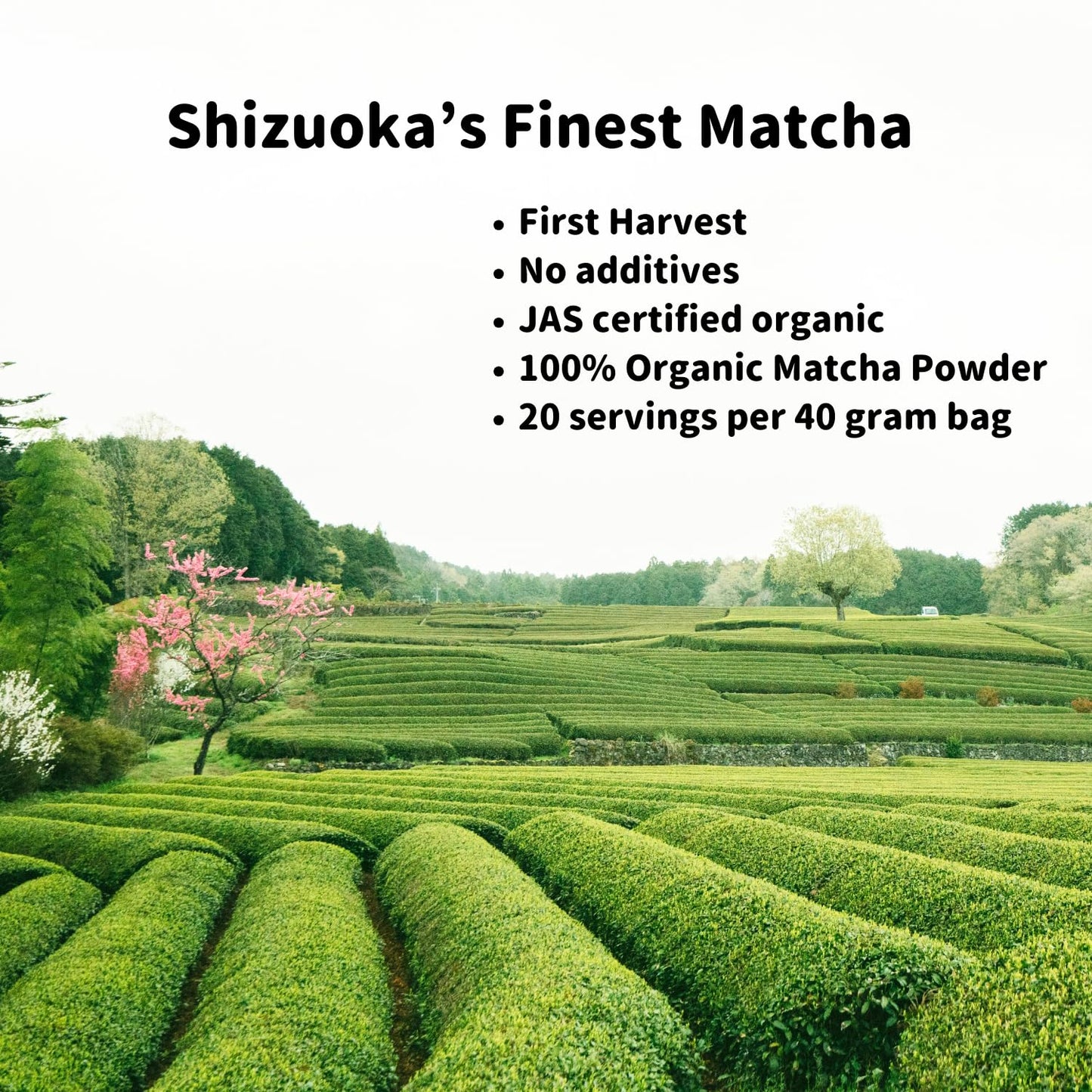 all day i eat like a shark Organic Ceremonial Matcha - JAS Certified, 100% Pure, 40g Bag