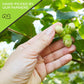 Nut Cravings - Raw Hazelnuts Filberts With Skin - Unsalted, Shelled, (32Oz - 2 Lb) Bulk Nuts Packed Fresh In Resealable Bag - Ko
