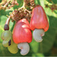Wilderness Poets, Organic Cashew Pieces - Raw, Unsalted (5 Pound - 80 Ounce)