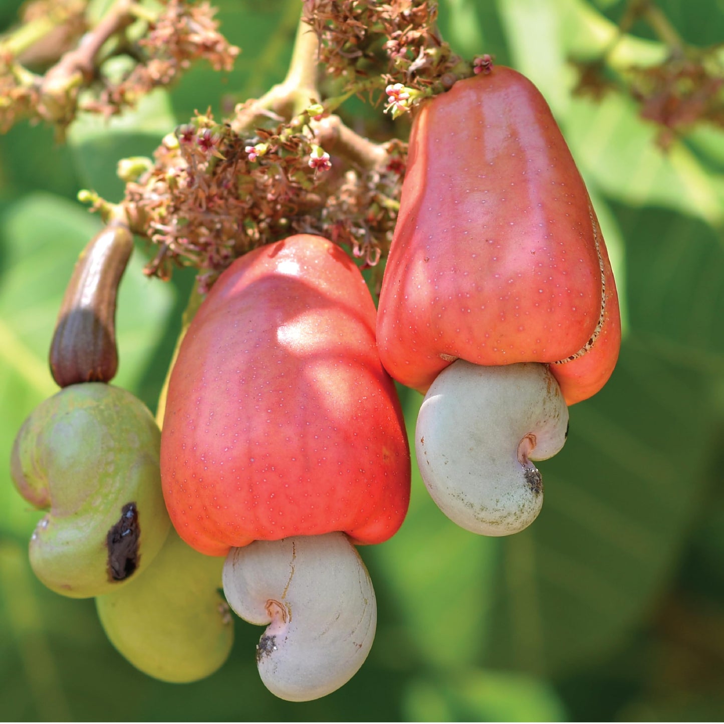 Wilderness Poets, Organic Cashew Pieces - Raw, Unsalted (5 Pound - 80 Ounce)
