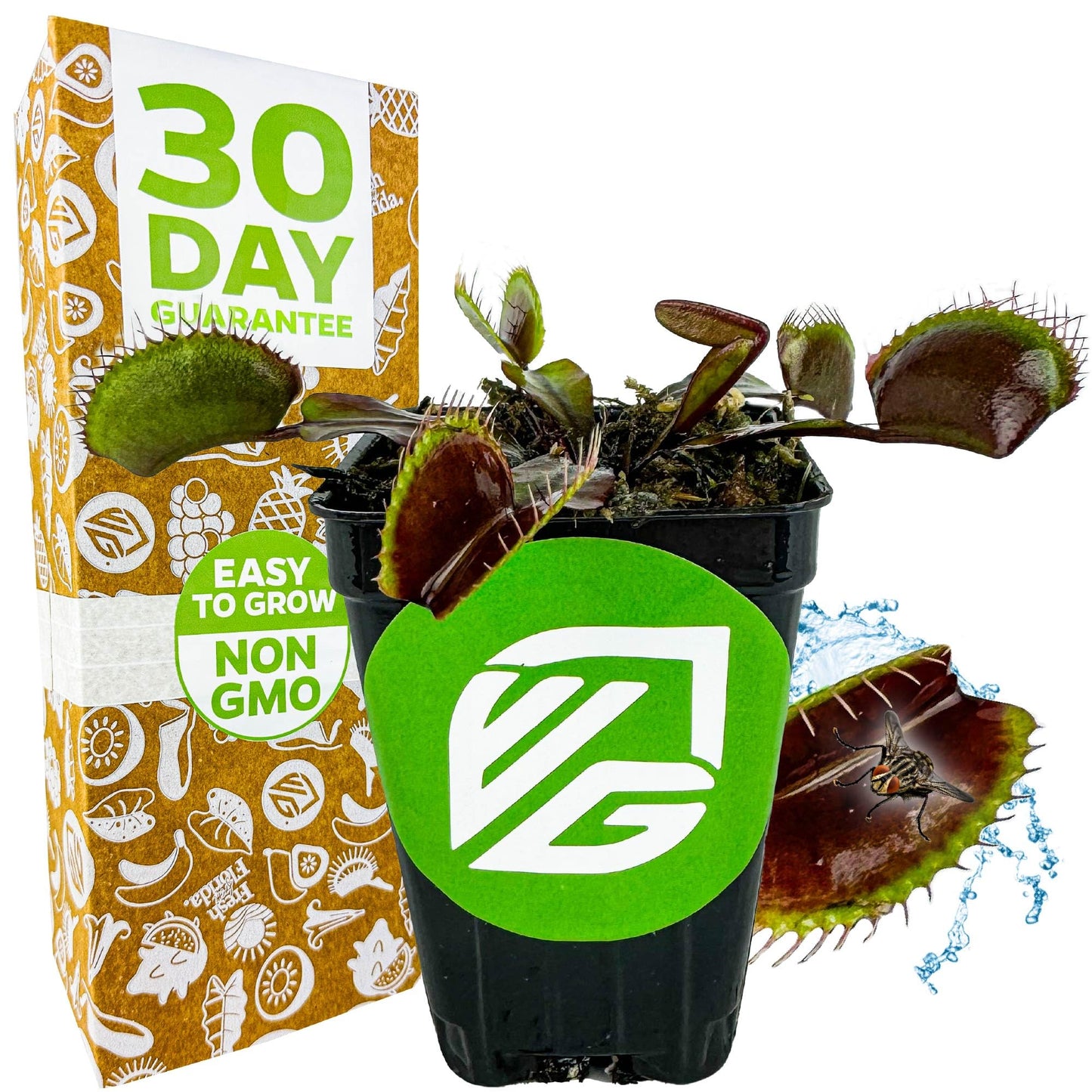 Akai Ryu Venus Fly Trap (Red Dragon) Live Plant - Dionaea muscipula by Wellspring Gardens - Unique Plant - Red Trap Plant - Red 