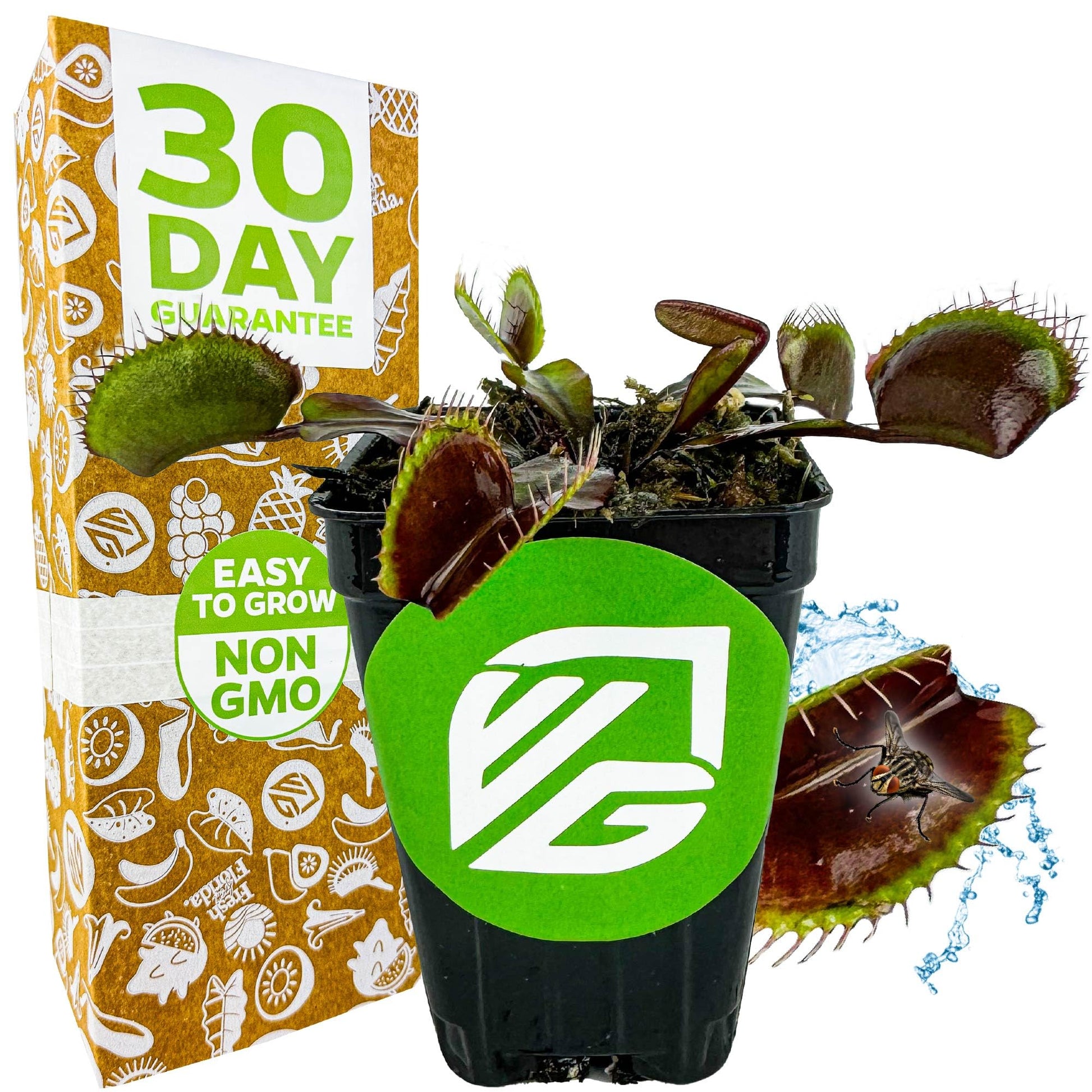 Akai Ryu Venus Fly Trap (Red Dragon) Live Plant - Dionaea muscipula by Wellspring Gardens - Unique Plant - Red Trap Plant - Red 