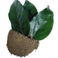 Tiliacora Triandra Powder, Made From 100% Tiliacora Triandra - Pure, Natural Bai Yanang Leaf - Net Weight: 1.76oz/50g