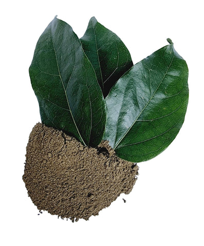Tiliacora Triandra Powder, Made From 100% Tiliacora Triandra