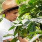 Liquid Gold Coffee Organic Medium Roast, Fairtrade, 12 oz Bag, 100% Arabica Beans, Small Batch Roasted in USA