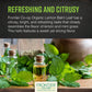 Frontier Co-Op Organic Cut & Sifted Lemon Balm Leaf 1Lb