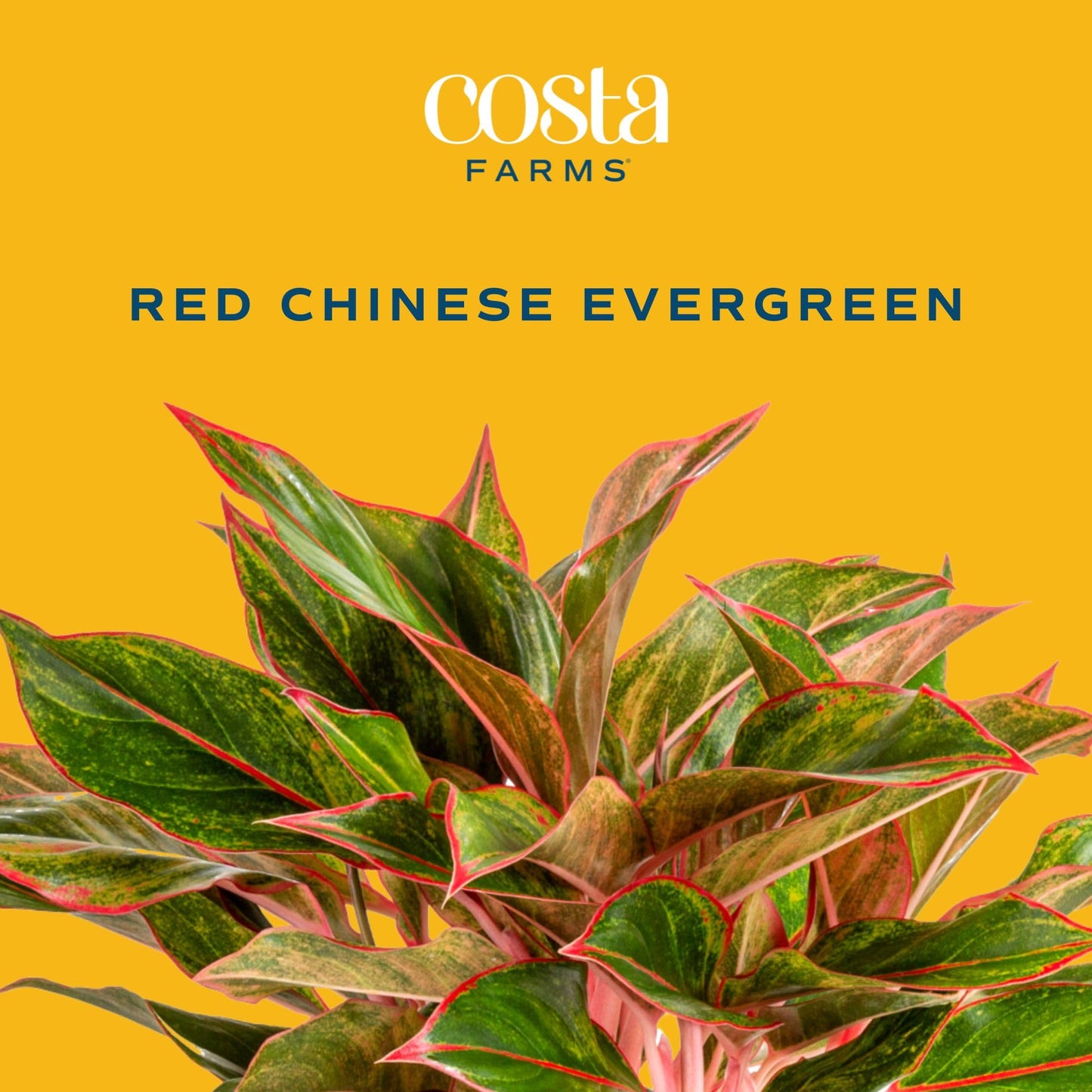 Costa Farms Chinese Evergreen Live Plant, Aglaonema, Easy Care Low Light Houseplant in Nursery Pot, Potted in Potting Soil Mix,