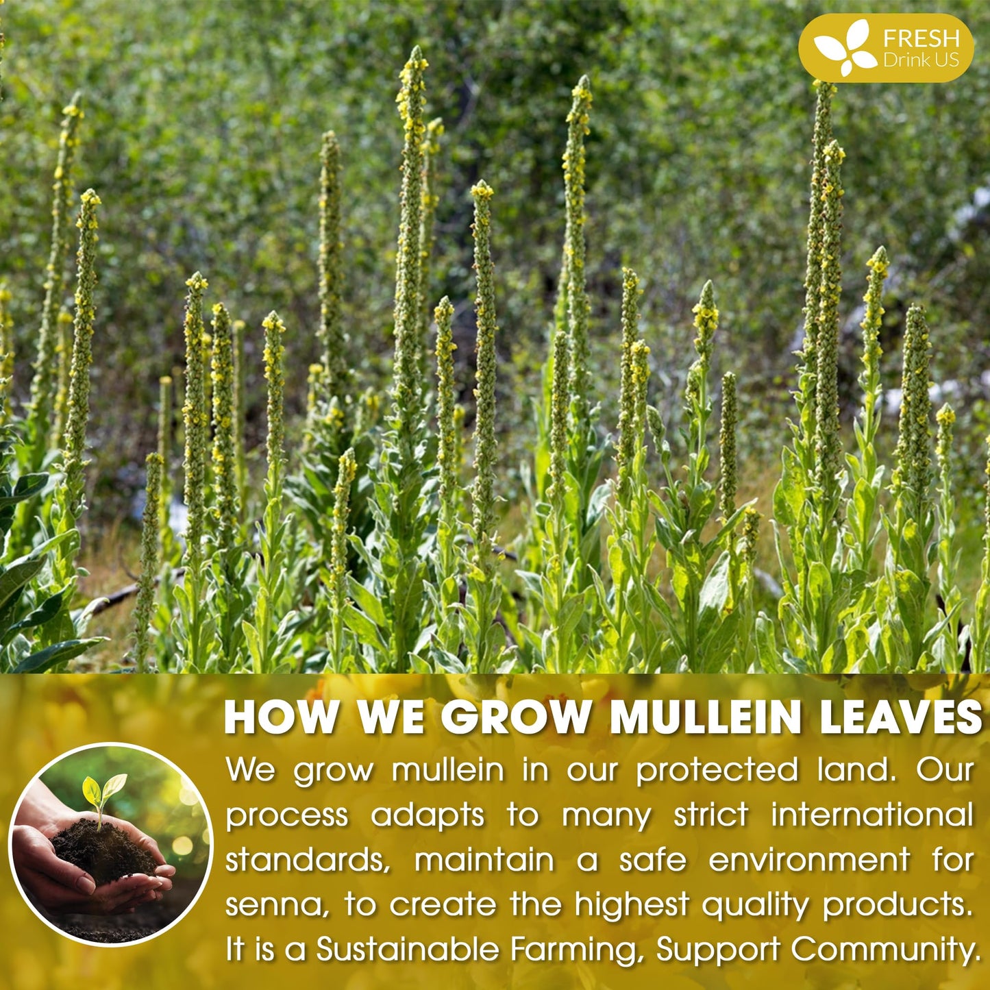 FRESHDRINKUS Mullein Leaf Herbal Tea Bags, 100% Natural, Vegan, 120 Count