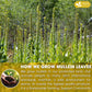 FRESHDRINKUS Mullein Leaf Herbal Tea Bags, 100% Natural, Vegan, 10 Bags