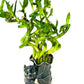 JM BAMBOO Live Spiral Lucky Bamboo Bundle Hugging Elephant Dark Vase